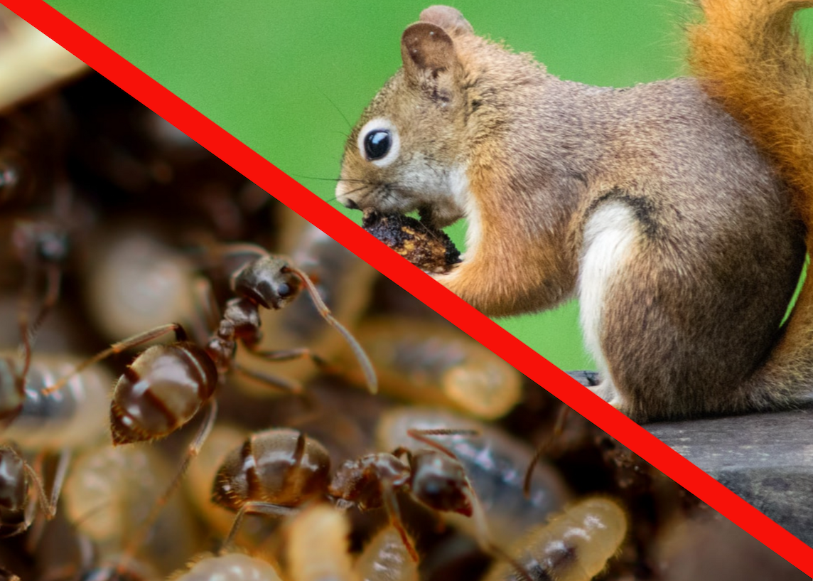 The Difference Between Pest Control & Critter Control